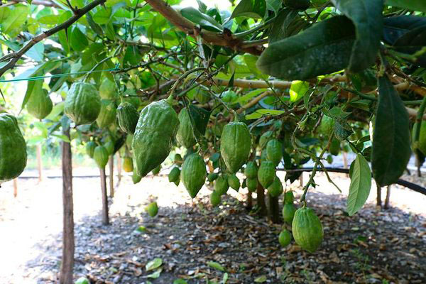 Agrumi, produttori scrivono alla Regione Calabria: "Il consorzio del cedro è paralizzato"