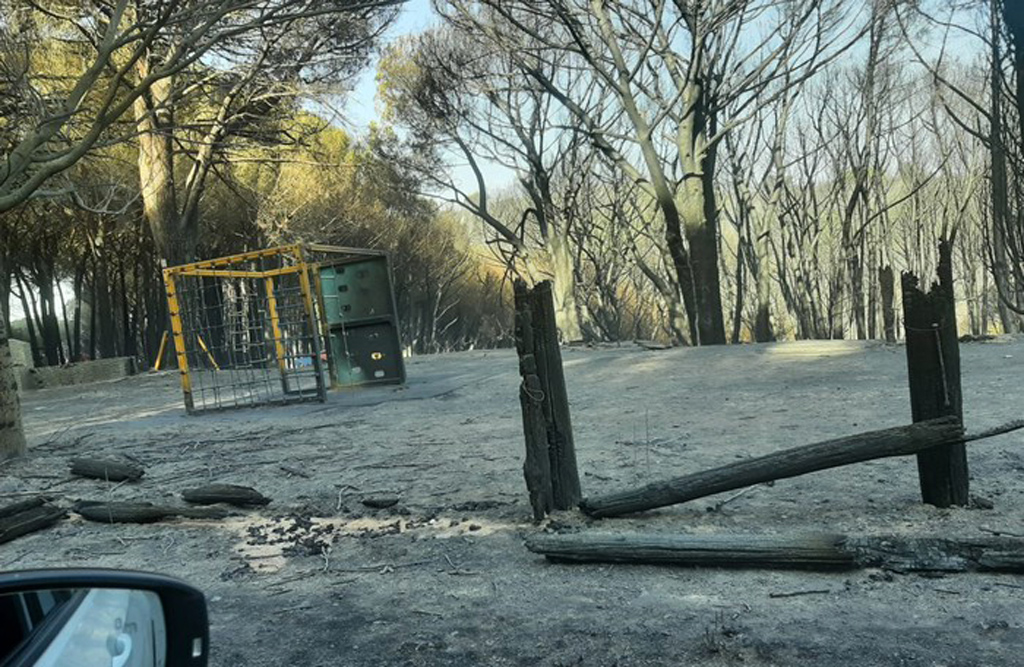 A Catanzaro devastata la pineta: danni ingenti 