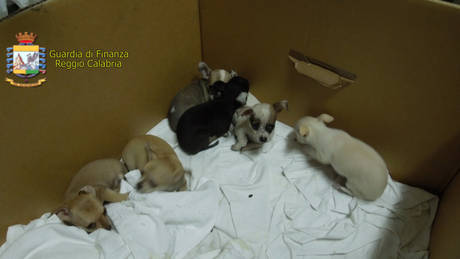 Calabria: Nascondeva  sei cuccioli di chihuahua, denunciato