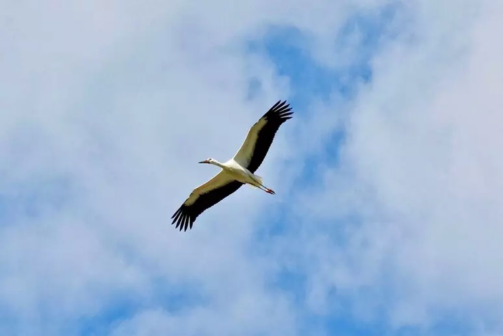 cicogna-bianca16430_55aab.jpg