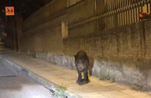 Lamezia, avvistato cinghiale a spasso in via delle Rose