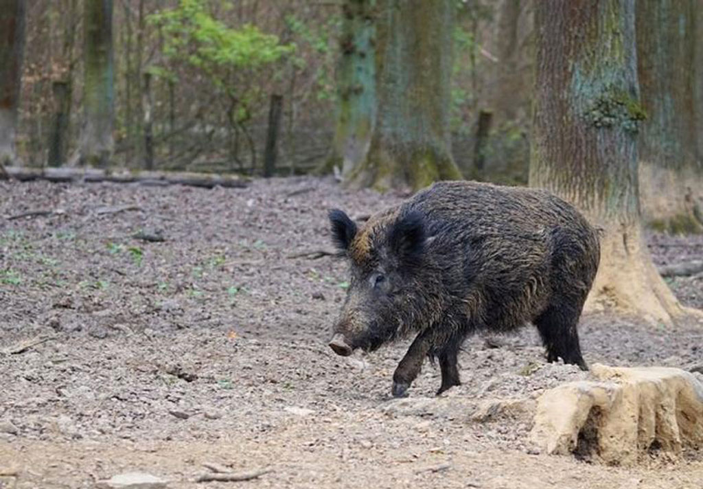 Approvato Disciplinare caccia al cinghiale, Oliverio: "Un passo fondamentale verso risoluzione emergenza"