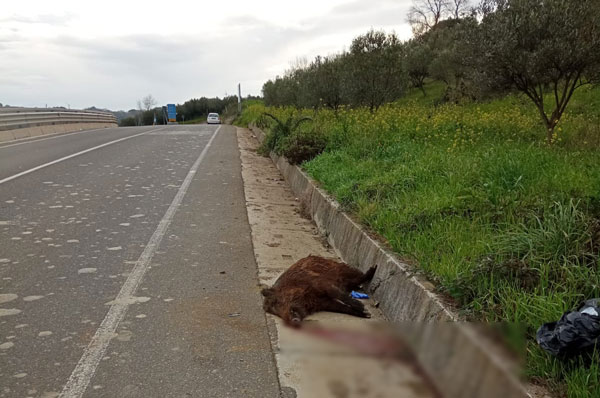 Allarme cinghiali a Cortale, segnalati branchi e animali investiti anche sulla provinciale 87