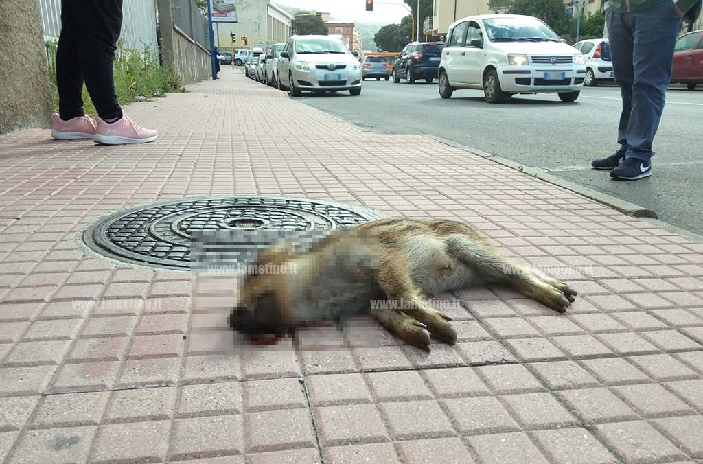 Lamezia, cucciolo di cinghiale trovato morto in centro città