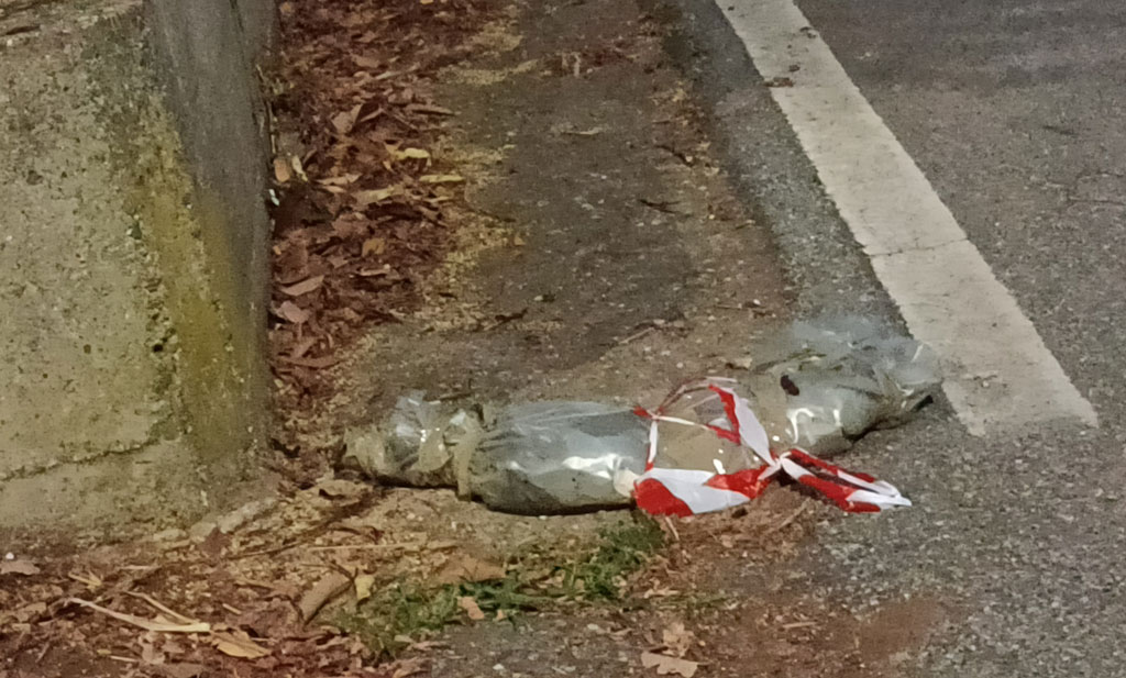 cinghiale-morto-24_a885c.jpg