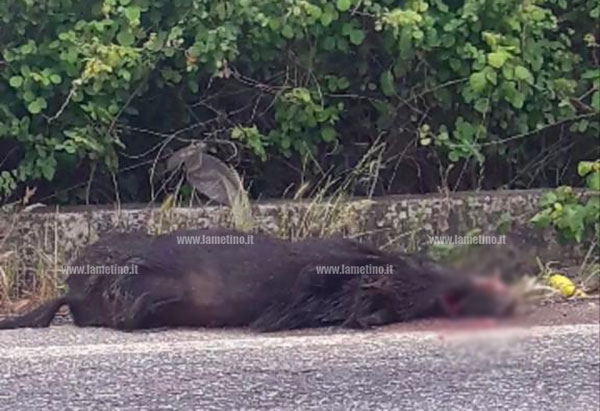 Lamezia, cinghiale morto a bivio Palazzo: scontro con un mezzo