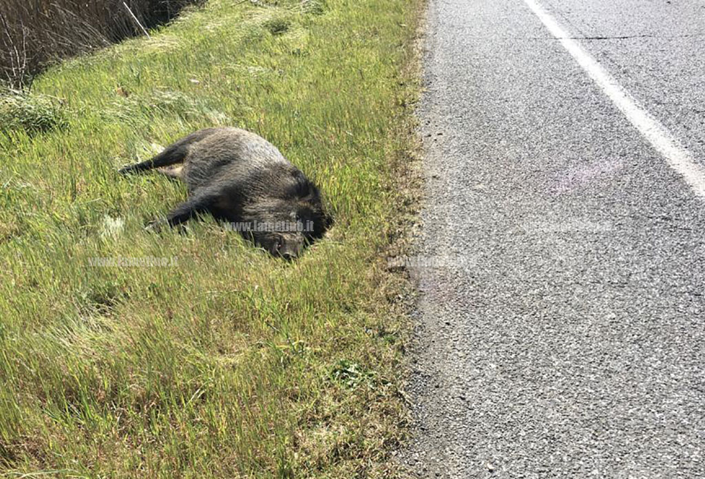 Lamezia, cinghiale investito da auto in via del Progresso