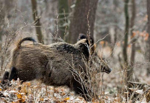 Caccia al cinghiale con munizioni vietate, denunciato uomo vicino Parco del Pollino
