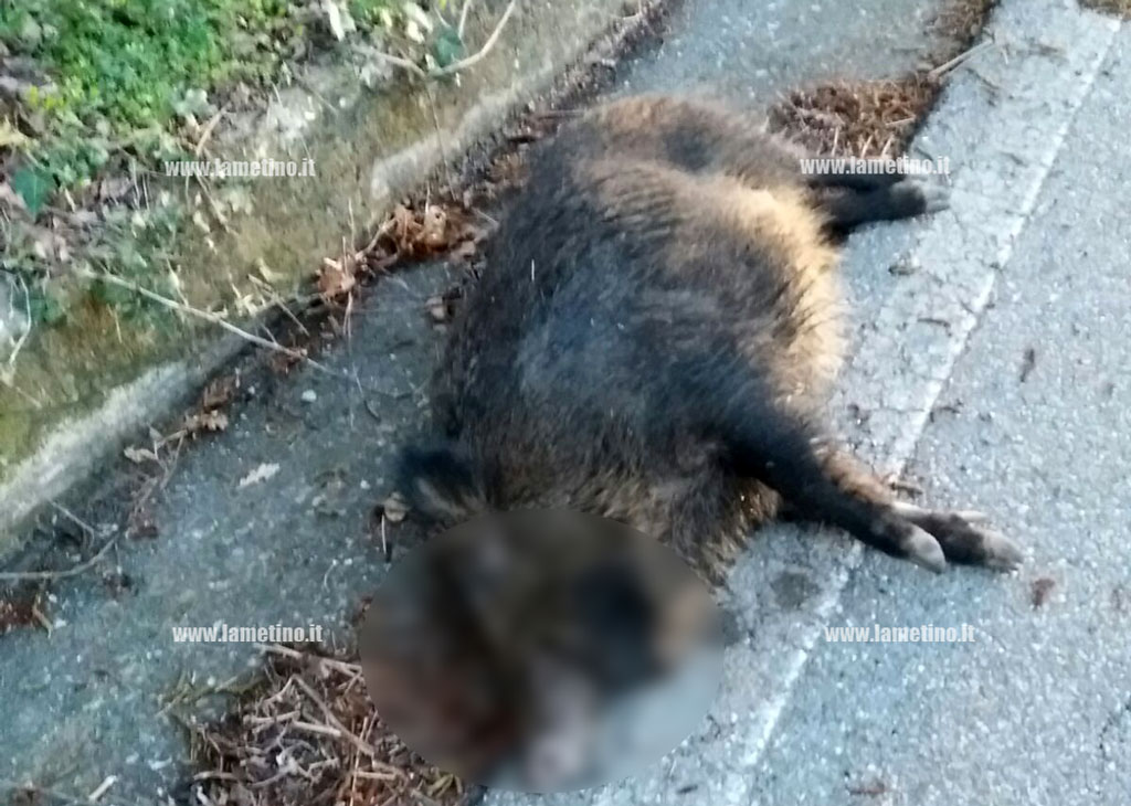 Emergenza cinghiali sulle strade del lametino, è allarme incidenti