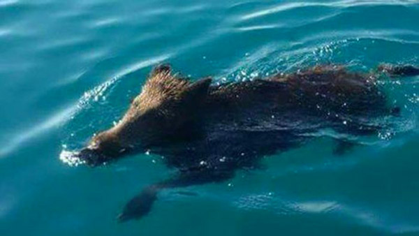 Cinghiale fa bagno al mare in Calabria