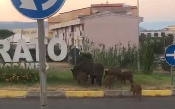 cinghiali-20191.jpg