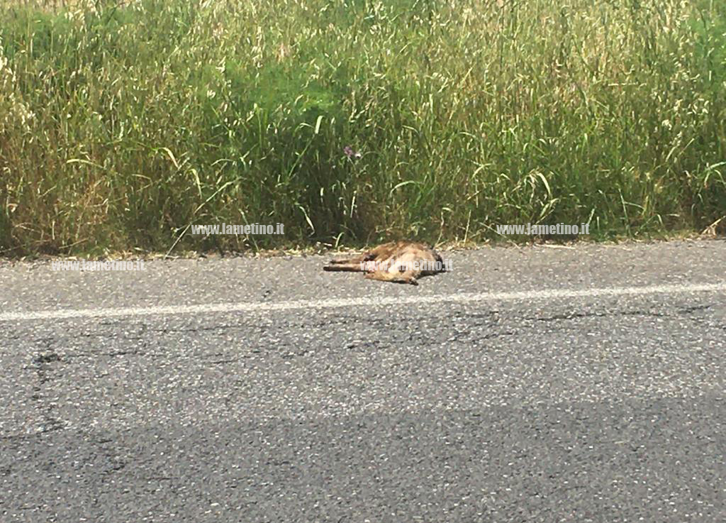 Lamezia, investiti due cuccioli di cinghiale su via del Progresso: paura e disagi per la circolazione