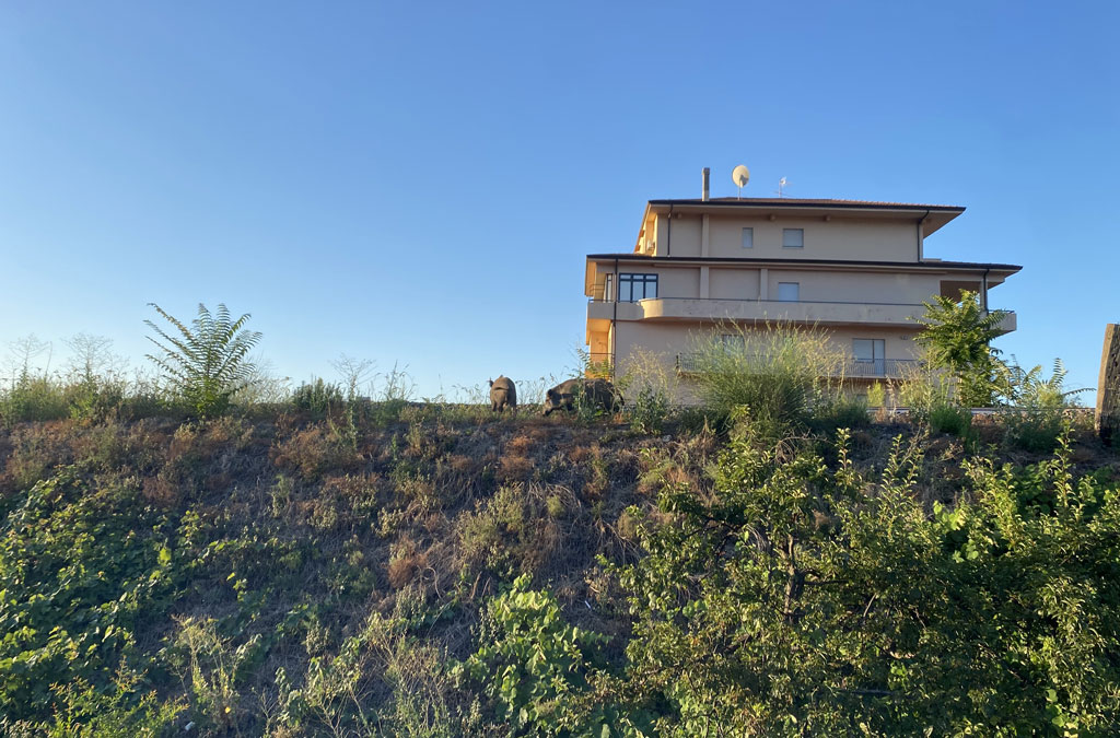 cinghiali-a-spasso_3a73d.jpg