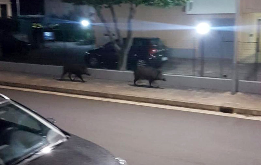 Cinghiali a spasso per le vie di Montepaone: abbattuti dai selettori