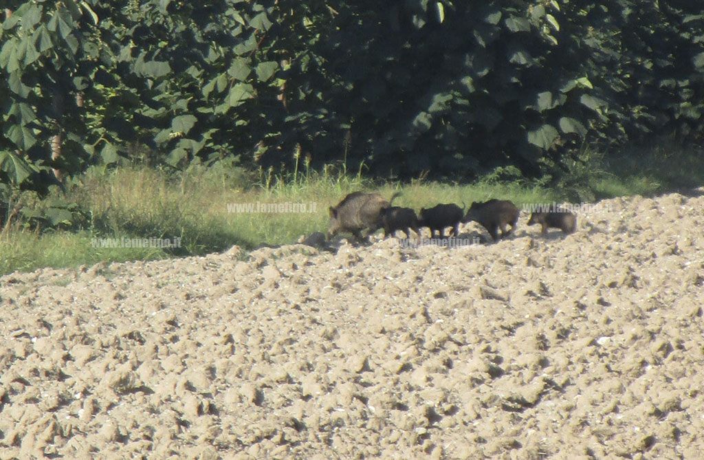 cinghiali-via-del-progresso-4-10-2021-1_1beb3.jpg