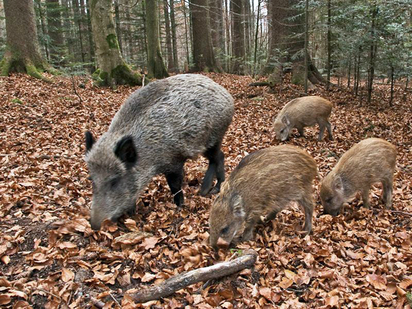 Fare Ambiente Calabria: "Cinghiali da emergenza a risorsa tramite trasformazione in salumi"