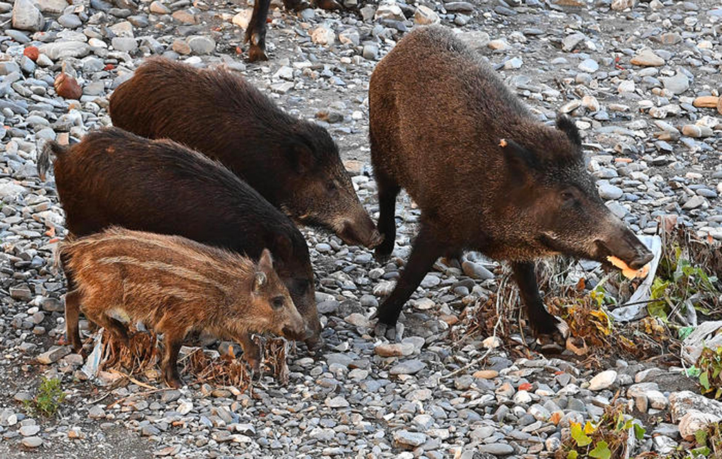 cinghiali_c3fe0_351bd.jpg