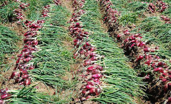Coldiretti: "Seriamente a rischio la produzione della cipolla rossa di Tropea"