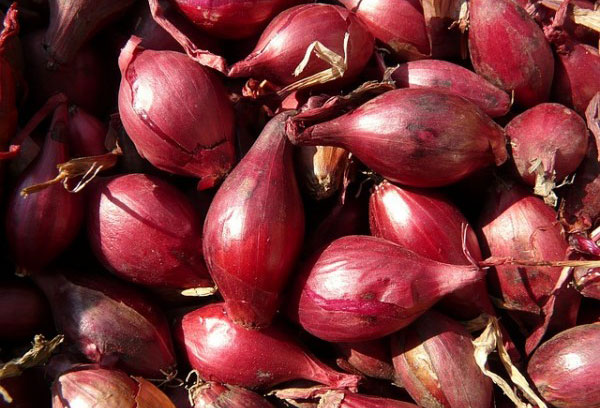 La cipolla rossa di Tropea e la Sardella di Crucoli al FICO di Bologna