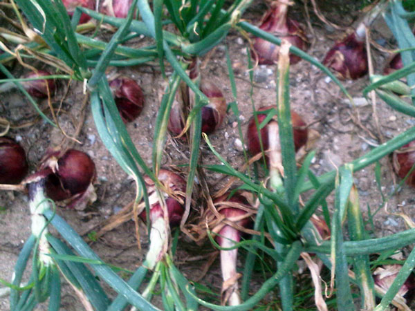 cipolle1.jpg