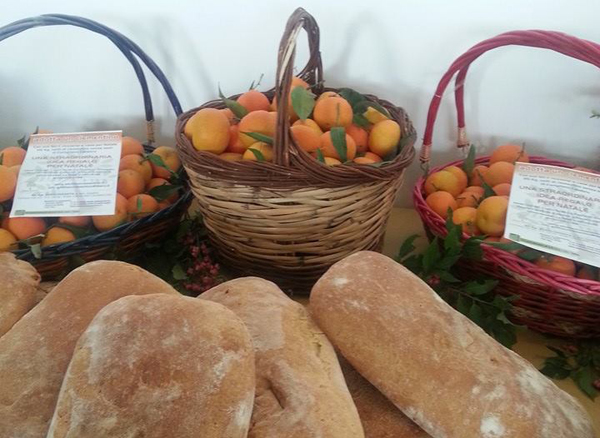 Calabria: Clementine di Corigliano protagoniste di un seminario nazionale 