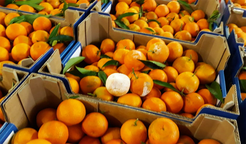 Coldiretti Calabria: "Il clima instabile sta creando difficoltà commerciali al comparto agrumicolo"