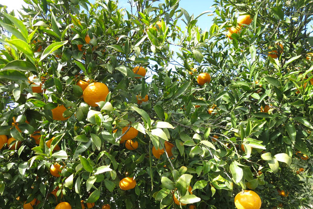 clementine-23f3_319bf.jpg