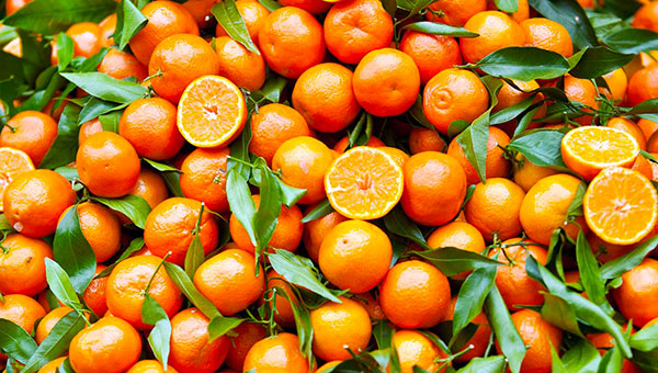 Giannuzzi (Agricoop): “Più misure a sostegno delle clementine di Calabria”