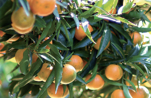 Maltempo, in crisi la produzione di clementine in Calabria