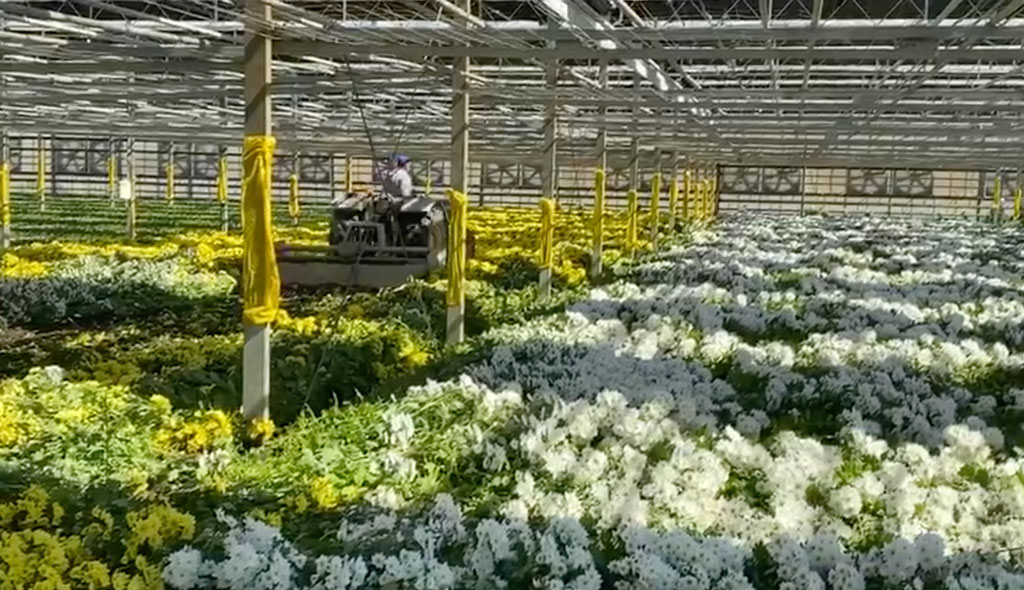 Coldiretti: Coronavirus e il dramma degli imprenditori, il comparto floricolo tra i più colpiti