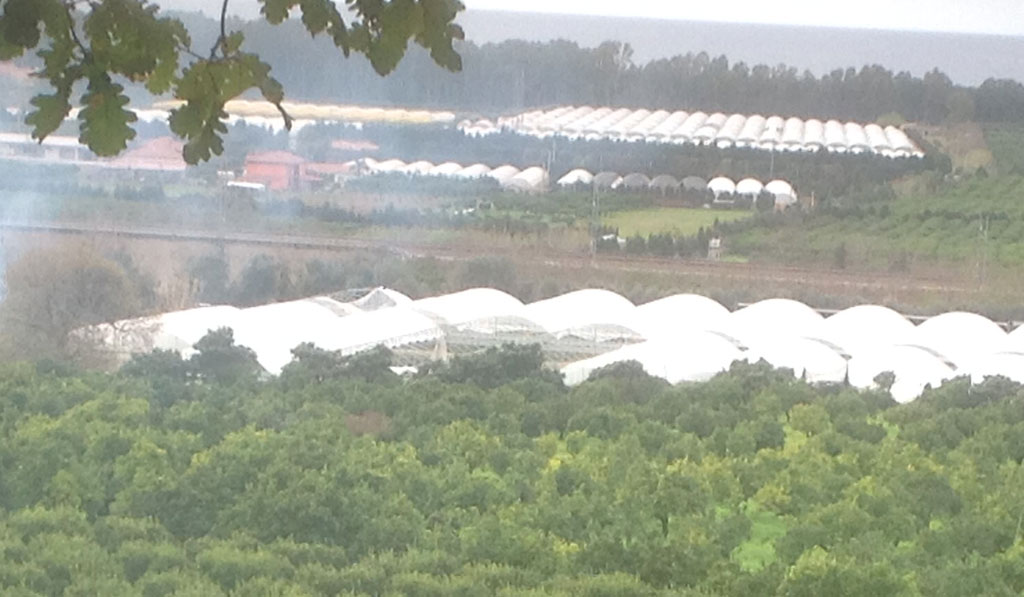Maltempo su fascia jonica provincia di Reggio, Coldiretti chiede a dipartimento agricoltura di disporre sopralluoghi