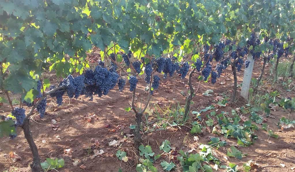 Vino, Coldiretti: “Vendemmia da molto buona ad eccezionale con – 3% di produzione”