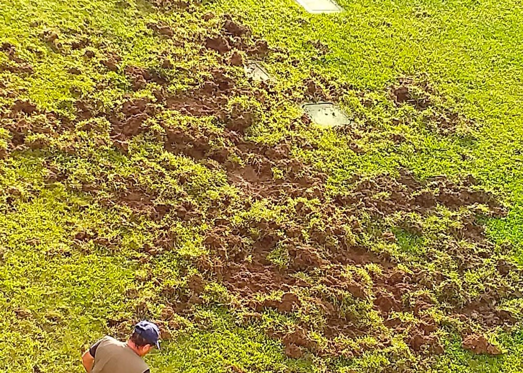 Coldiretti Calabria: “Nei campi più cinghiali che lavoratori, sos raccolti e pericolo per i cittadini”