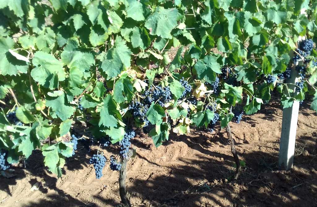 Coldiretti: in Calabria vendemmia in corso di svolgimento 