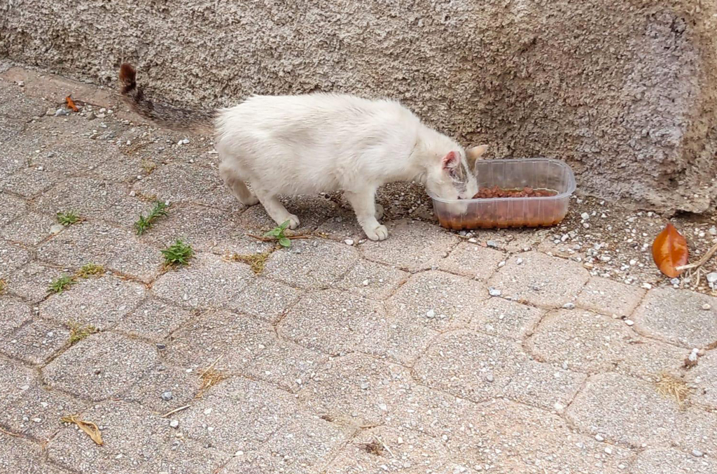 colinia-felina-1.jpg