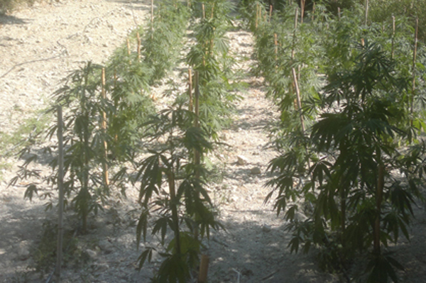 Calabria: Droga, sequestrata piantagione e un chilo marijuana