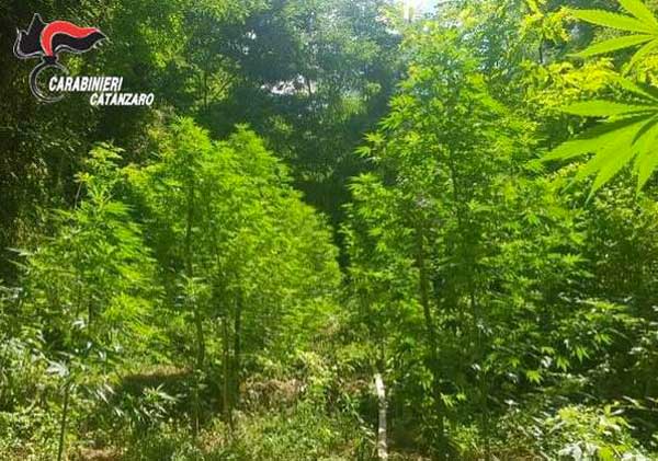 Era stato sorpreso a curare coltivazione cannabis, torna in libertà 48enne a Curinga