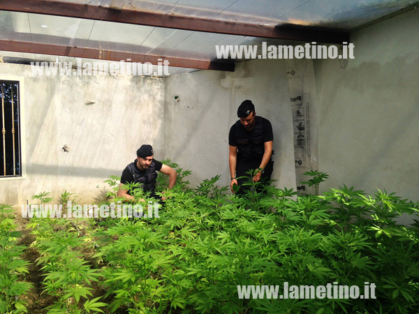 Calabria: Coltivazione di 200 piante marijuana scoperta da carabinieri nel crotonese