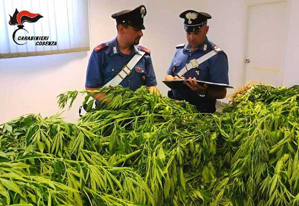 Coltivavano piantagione di marijuana nel cosentino, due arresti 