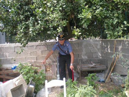 Lamezia, coltivava marijuana nel giardino. Arrestato dai Carabinieri.