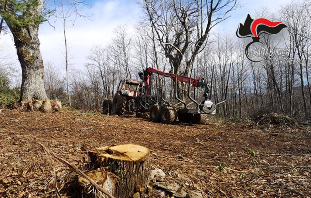 Tagli abusivi nei boschi: denunciata ditta e sequestrata area a Platania