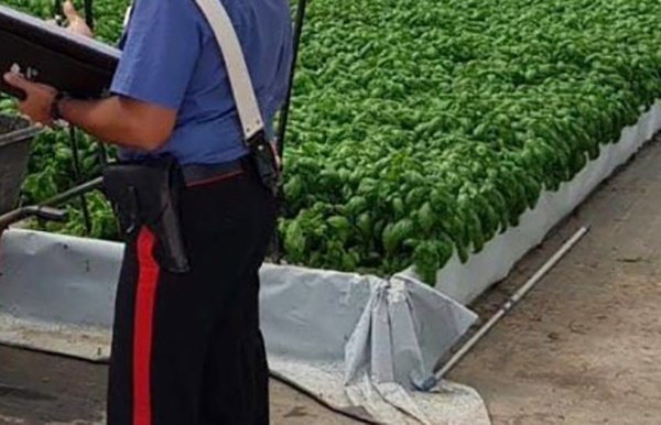 Controlli in aziende agricole, sanzioni e sequestri nel vibonese 