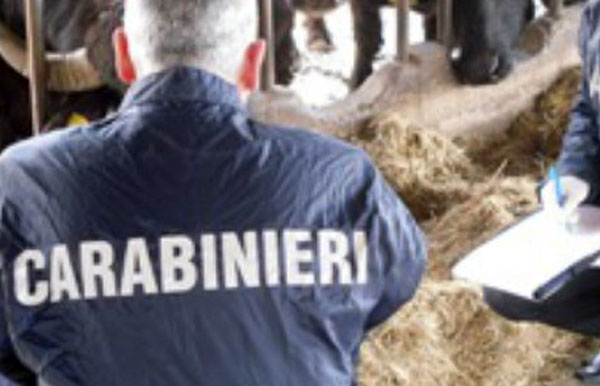 Lavoro in nero e bestiame senza identificazione, sanzioni e sequestri in allevamento del vibonese