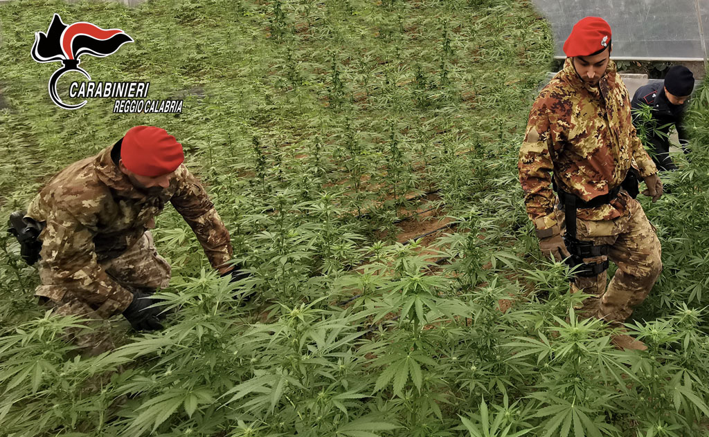 Controlli antidroga nel Reggino, un arresto e sequestrata piantagione con 125 piante di canapa indiana