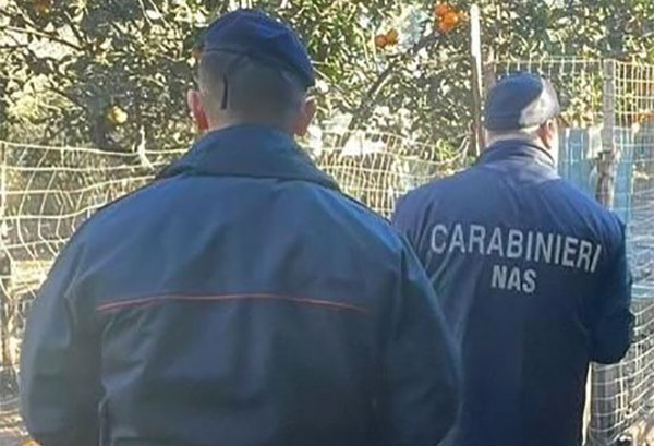 Controllo canili dei Nas, sequestrate 3 strutture con duecento cani nel Reggino