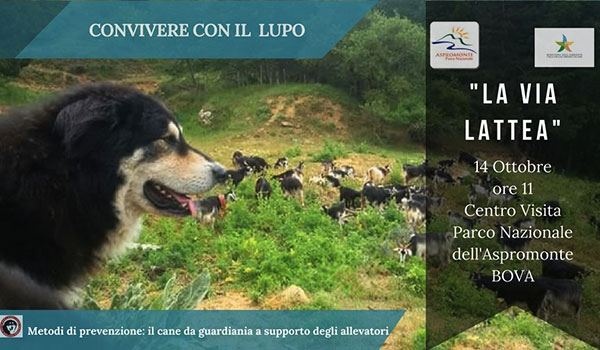 "Convivere con il lupo", Parco Aspromonte consegnerà cani guardiania ai pastori