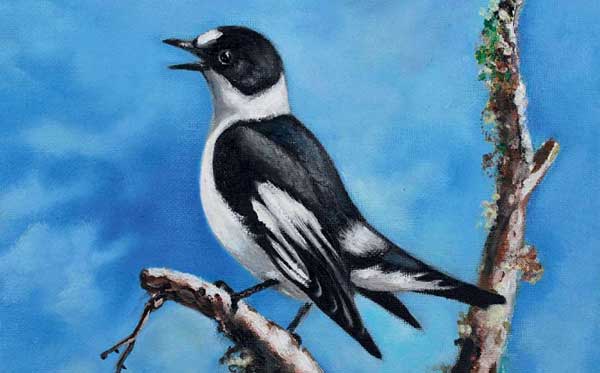 Nuova pubblicazione scientifica su uccelli nidificanti al Parco dell'Aspromonte, 66 le specie censite