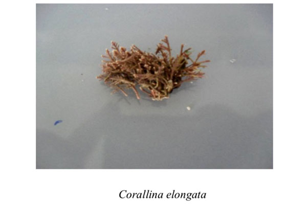 corallina-elongata51.jpg