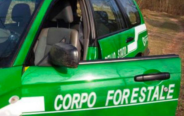 Ruba oltre 40 quintali di legname nel parco della Sila, incastrato da fototrappole: denunciato