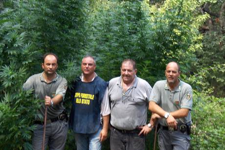 Calabria: Scoperta piantagione canapa indiana a Nocera Terinese